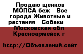 Продаю щенков МОПСА беж - Все города Животные и растения » Собаки   . Московская обл.,Красноармейск г.